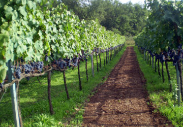 Consilium - Azienda Agricola Migrante - Cesanese di Olevano Romano