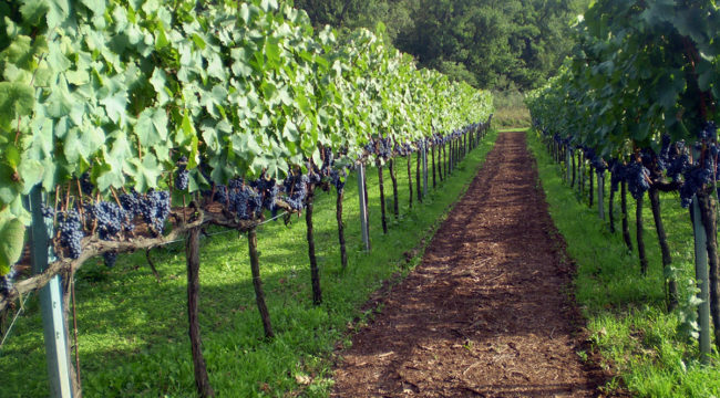 Consilium - Azienda Agricola Migrante - Cesanese di Olevano Romano