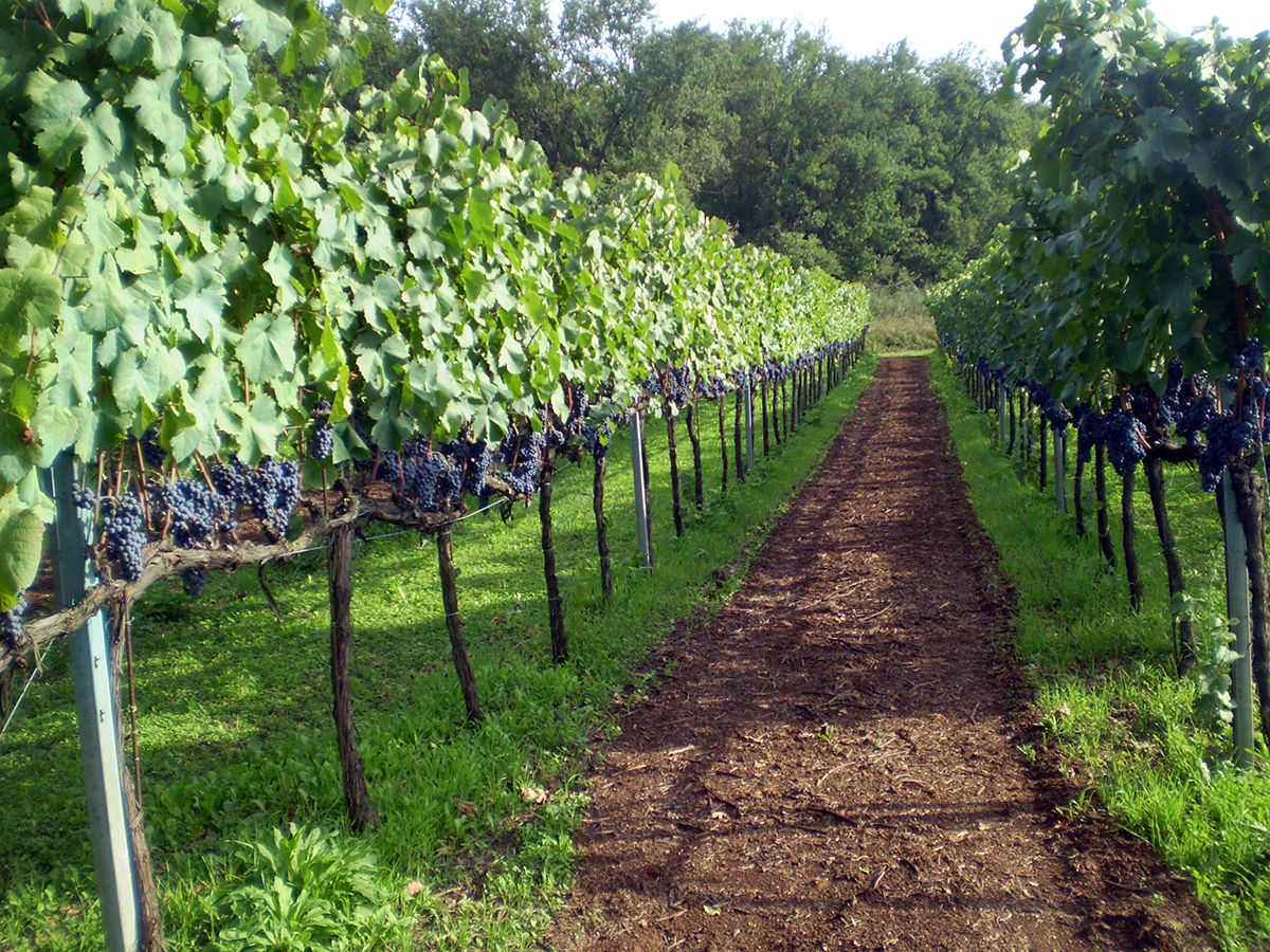 Consilium - Azienda Agricola Migrante - Cesanese di Olevano Romano