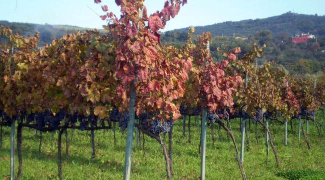 Consilium - Azienda Agricola Migrante - Cesanese di Olevano Romano