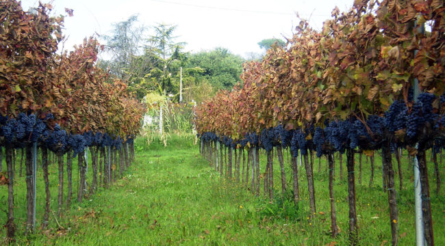 Olevano - Azienda Agricola Migrante - Cesanese di Olevano Romano