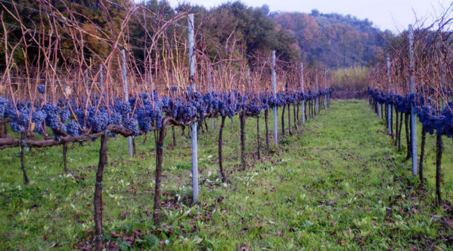 Olevano - Azienda Agricola Migrante - Cesanese di Olevano Romano