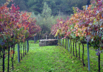 Sigillum - Azienda Agricola Migrante - Cesanese di Olevano Romano