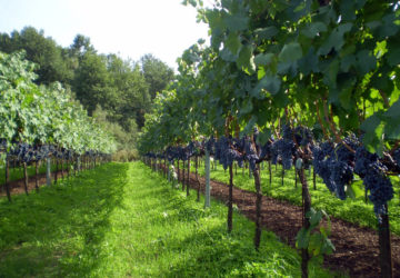 Terre Olibani - Azienda Agricola Migrante - Cesanese di Olevano Romano