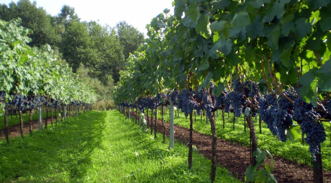 Terre Olibani - Azienda Agricola Migrante - Cesanese di Olevano Romano