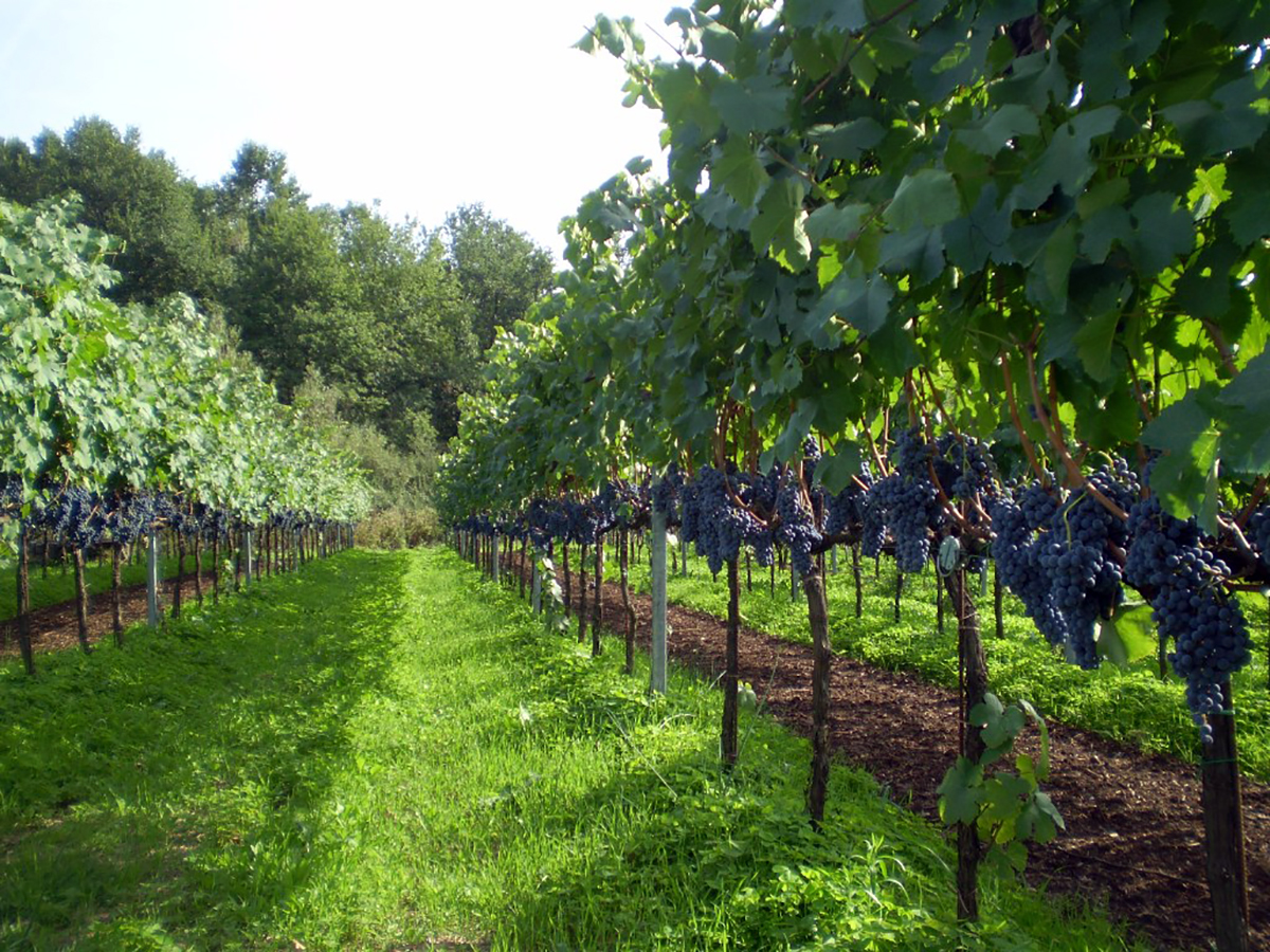 Terre Olibani - Azienda Agricola Migrante - Cesanese di Olevano Romano