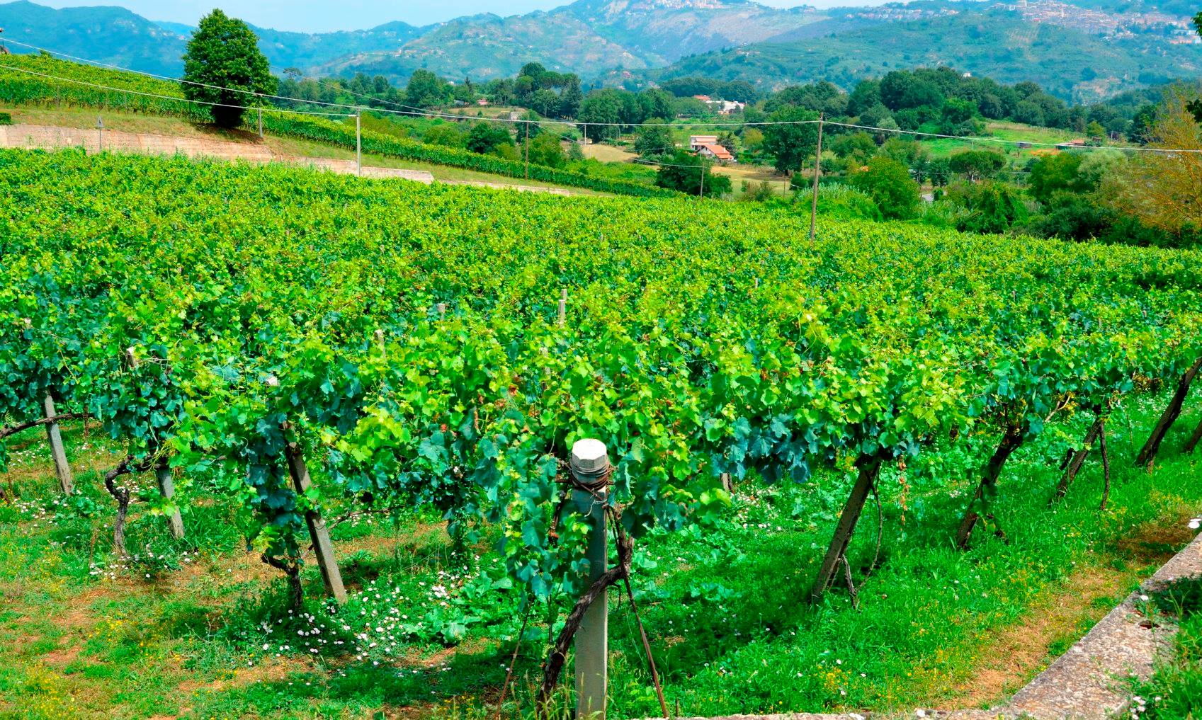 Azienda Agricola Migrante - Cesanese di Olevano Romano