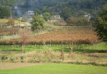 Azienda Agricola Migrante - Cesanese di Olevano Romano