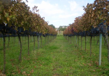 Azienda Agricola Migrante - Cesanese di Olevano Romano