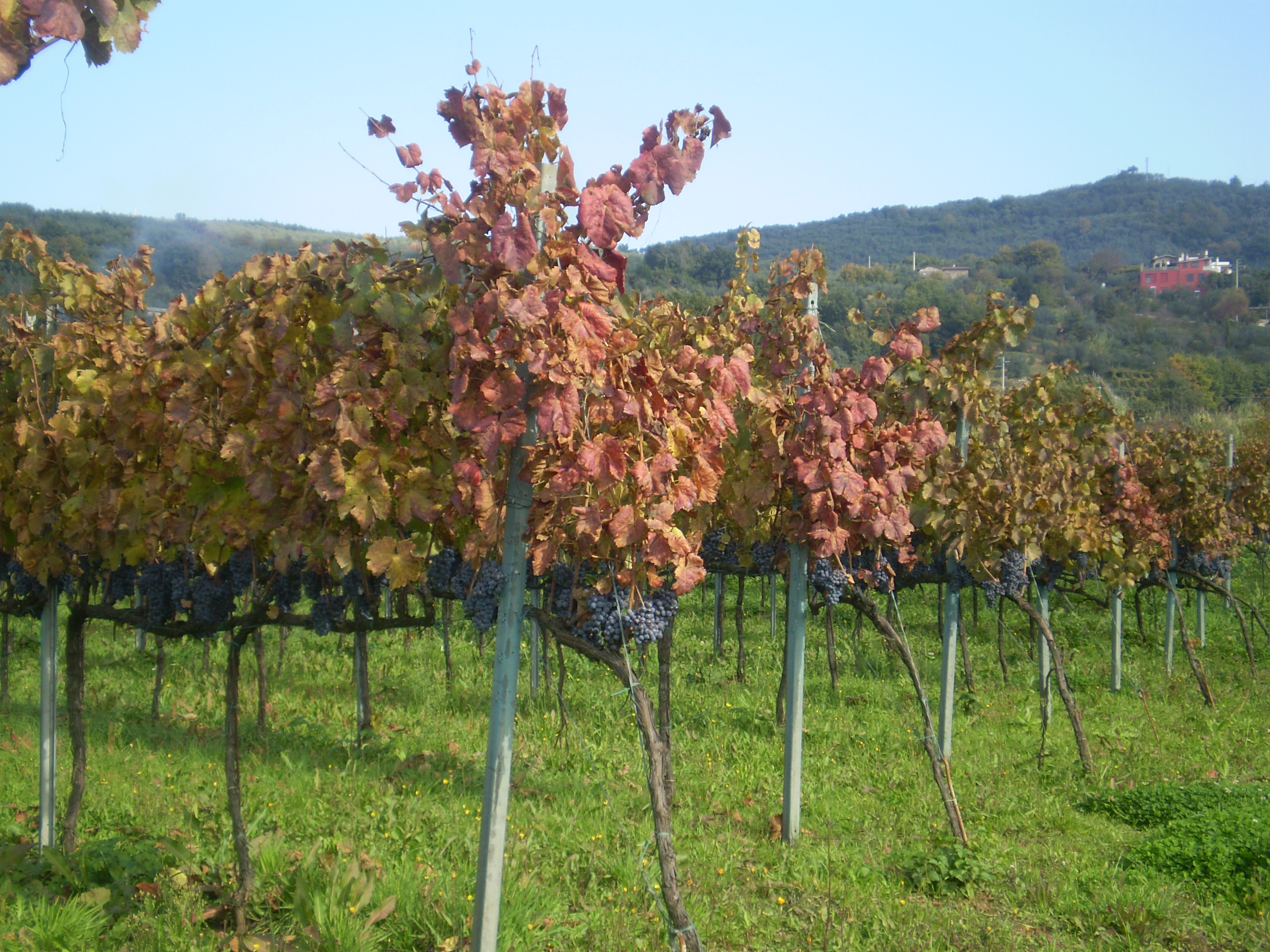 Azienda Agricola Migrante - Cesanese di Olevano Romano